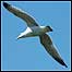 Gull