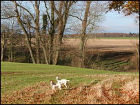 Winter Field