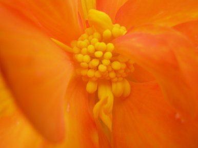 Magma bud