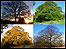 Your favourite trees