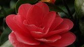 Pink flower