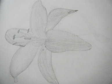 Lily