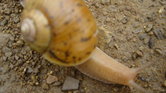 Snail me