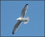 Audio: Brian Walker talks about sea birds