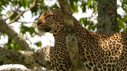 A leopard