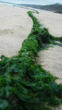 Sea Chain