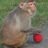 Lil' Monkey