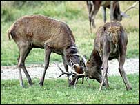 Deer