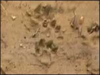 Otter footprints