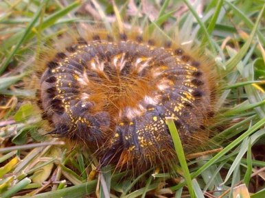 Caterpiller