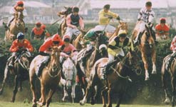 Racehorses