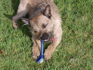 Red Dog