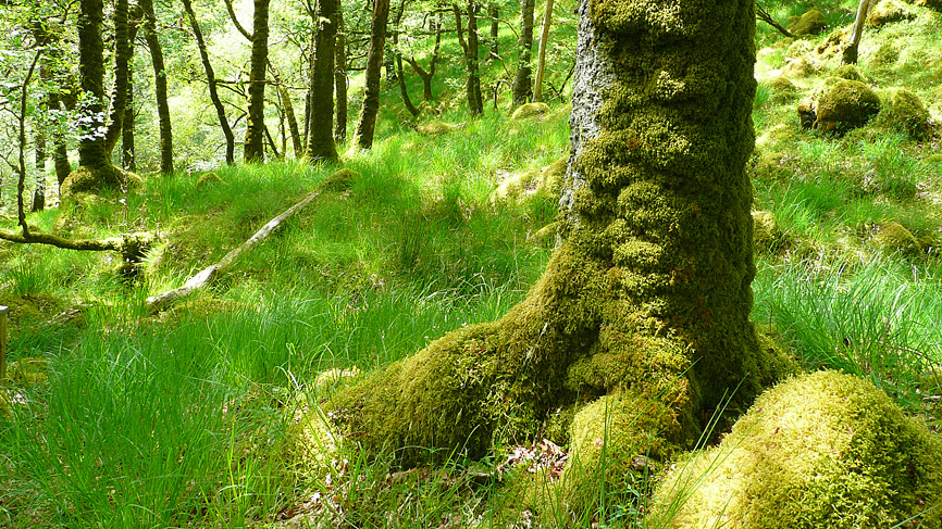 Ariundle Oakwoods