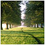 Bushy park (Image: Andrew Davies)