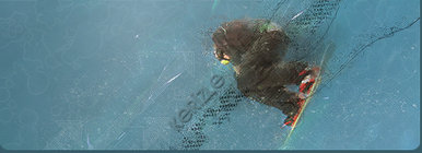 Snowboard sig.