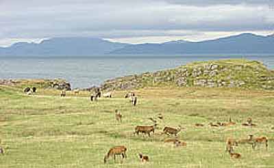 Red Deer