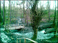 Ecclesall Woods