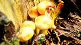 Magic mushrooms...