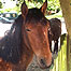Woodlands (Image: New Forest Ponies)