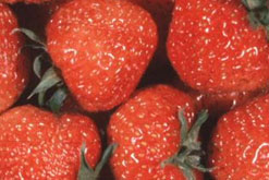 Image: strawberries