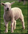 Its fleece was white as snow