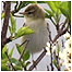 Willow Warbler