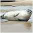 Seal c/o Beans Boat Trips