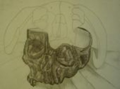 Skulls