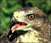 Buzzard