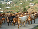 goats