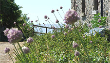 Wild leeks