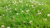 Field of flowers...