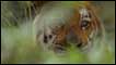 Tigre 