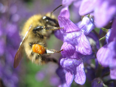 Bee