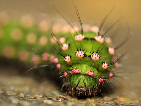 caterpillar