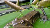Frog Frog
