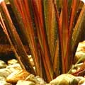 Phormium 'Firebird' New Zealand Flax