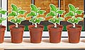 Grow your Basil