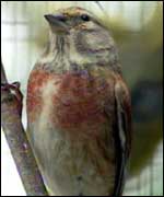 The linnet