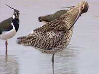 Winter birds