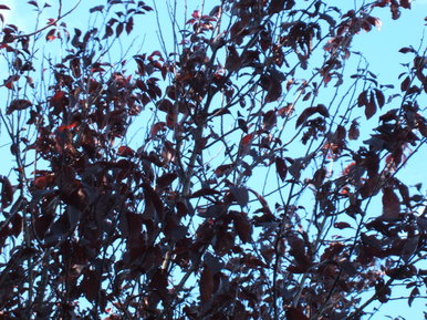 Contrast tree