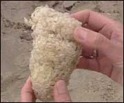 whelk egg case
