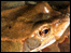 Toad