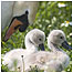 Swans c/o WWT