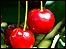 Morello cherry