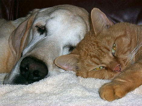 Duke and Elvis