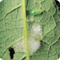 Cuckoo spit