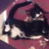 A cat about to be eaten by a purple Pac Man