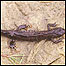 Newt c/o English Nature