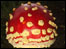 Fungi: Photo: David Maher